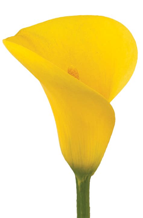 Interesting Legends Behind The Meaning Of The Calla Lily
