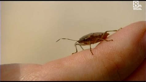 How To Keep Stink Bugs Out Of Your Home