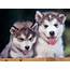 Rules Of The Jungle Siberian Husky Puppies