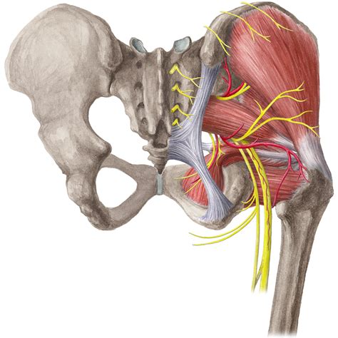 Highlighted bones of woman at physiotherapist. Hip and thigh - Anatomy Study Guide | Kenhub