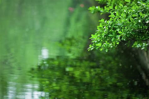 Green Trees In Water Reflection By Kool99