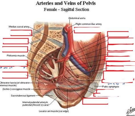 Arteries And Veins Of Female Pelvis Diagram Quizlet