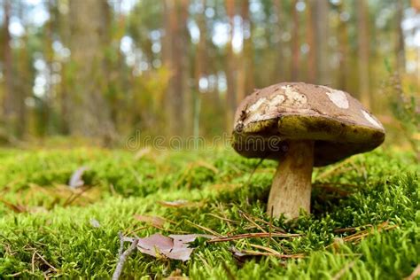 White Mushroom In The Forest Against The Background Of Green Vegetation