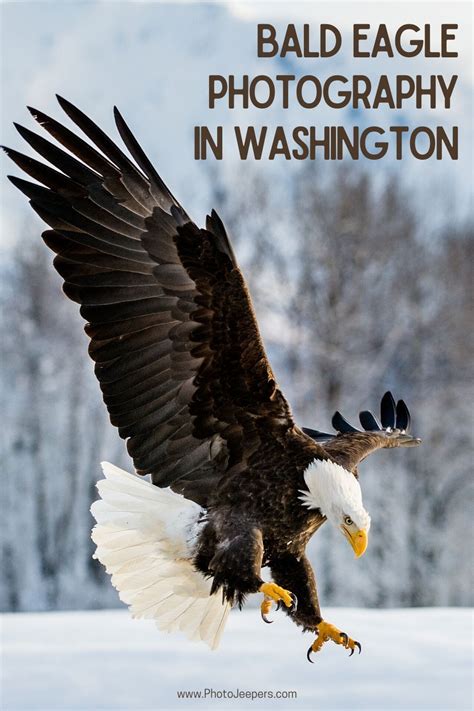Heres A List Of Things To Know About Bald Eagle Photography And Tours