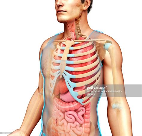 Male Skeletal System And Body Organs Illustration High-Res Vector ...