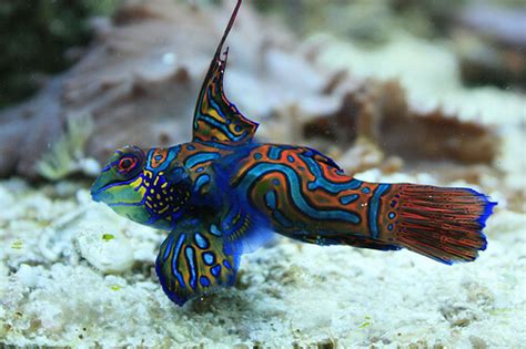 Mandarin Goby Care Keeping Exotic Pets