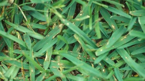 Lawn Fungus Identification Guide Which Common Fungal Disease Is In