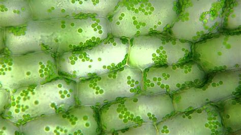 Botany Professor Everything You Wanted To Know About Plant Cells But