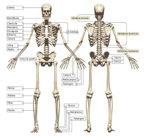 Ossos Do Corpo Humano Anatomia Dos Ossos Ossos Do Corpo Ossos Do The