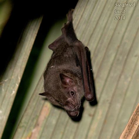 Pygmy Fruit Eating Bat Project Noah