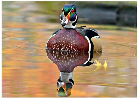 Photo A Wood Ducks Rainbow Feathers Birds Male Duck Bird