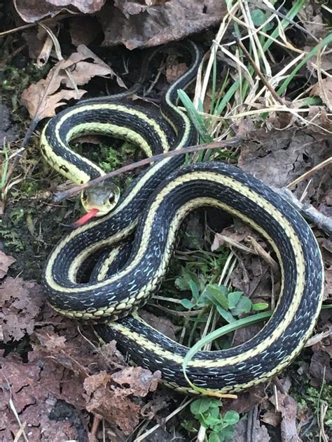 Eastern Garter Snake Along The Trans Canada Trail Behind Fleming