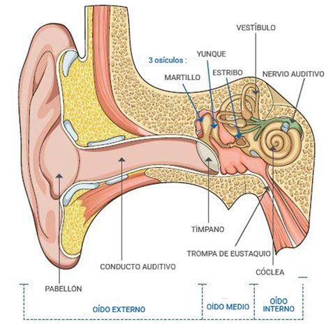 Partes Del Oído Funcionamiento Del Oído Humano