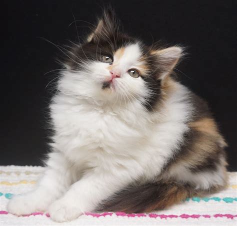 We love the ragdoll cat because it is different from most other cat breeds in so many ways. Available Kittens