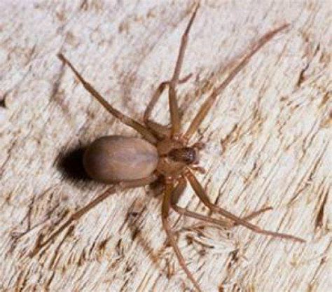 The Danger Of Spider Bites To Your Dog With Photos Brown Recluse