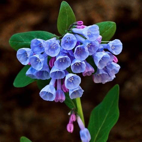Virginia Bluebells Roanoke Bells Mertensia Virginica 30 Seeds