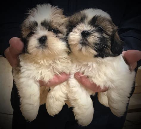Shih Tzu Puppies For Sale Atlanta Ga 263608 Petzlover