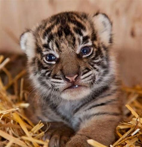 Awe Cute Baby Tiger Animals And Pets Funny Animals Wild Animals Baby