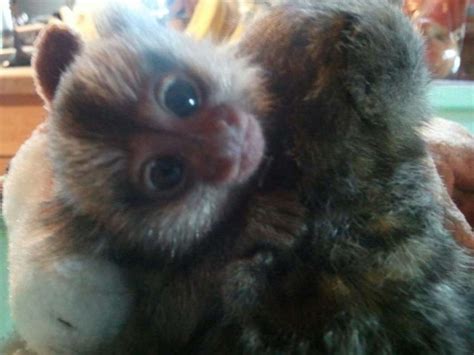 Capuchin And Marmoset Monkey For Sale Monkeybreedercenter
