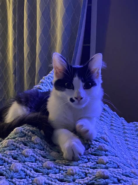 Meet Fiona Shes4 Months Old Rsupermodelcats