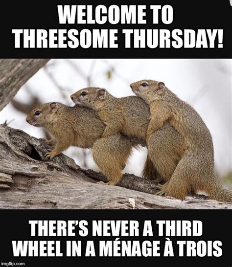 Squirrels Having Threesomes Imgflip