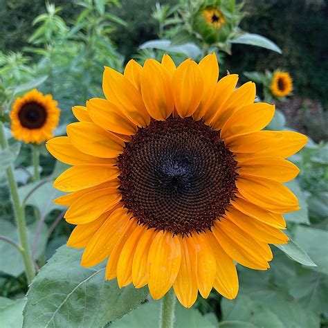 Sunflower Procut Orange Excel Seeds 3 Porch Farm