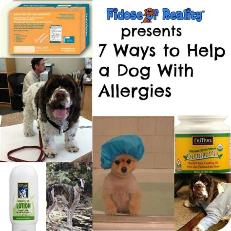7 Ways To Help A Dog With Allergies Fidose Of Reality