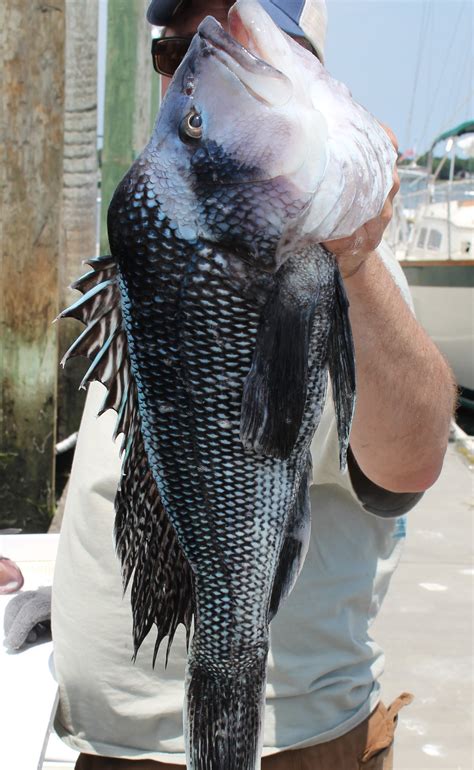 Black Sea Bass Great Family Fun Eastbayri Com News Opinion Things To Do In The East Bay