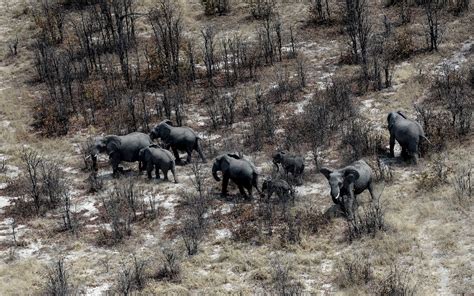 Fierce Divide As Botswana Lifts Hunting Ban