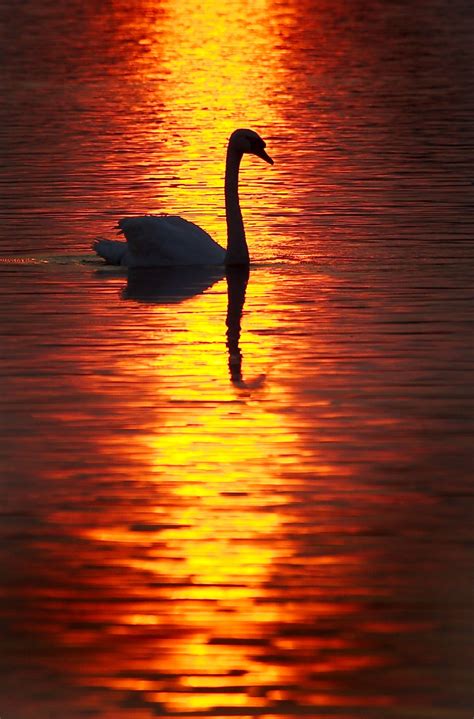 A Swan Is Swimming In The Water At Sunset