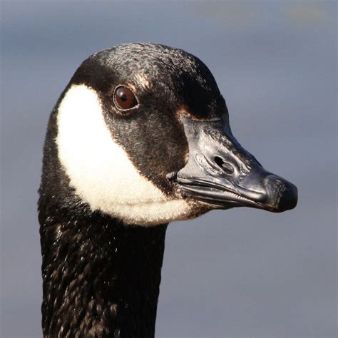 Canadian Goose Face Close Up Picture Free Photograph Photos Public Domain