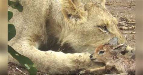 Lioness Walks By With Baby Antelope In Mouth But Onlookers Werent