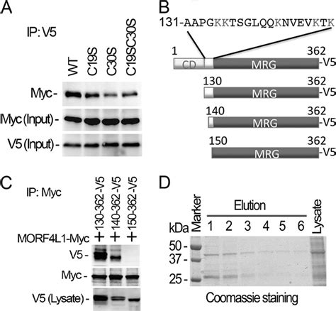 Deletion Of The Nh 2 Terminus Of Morf4l1 Ablates Its Homodimerization