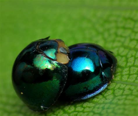 Metallic Blue Ladybug