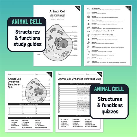 Plant And Animal Cell Structures Functions Unit Organelle Study Guides