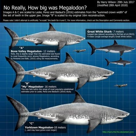 Megalodon The Real Facts About The Largest Shark