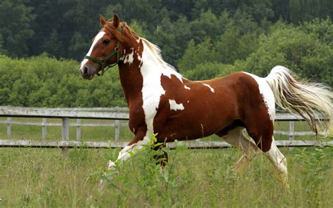 Paint Horse Wallpaper 40 Images