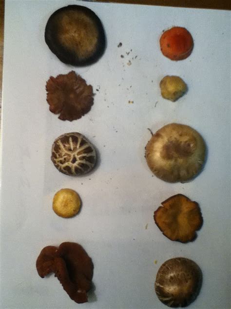 Help Id Mushrooms Found In South Georgia Wild