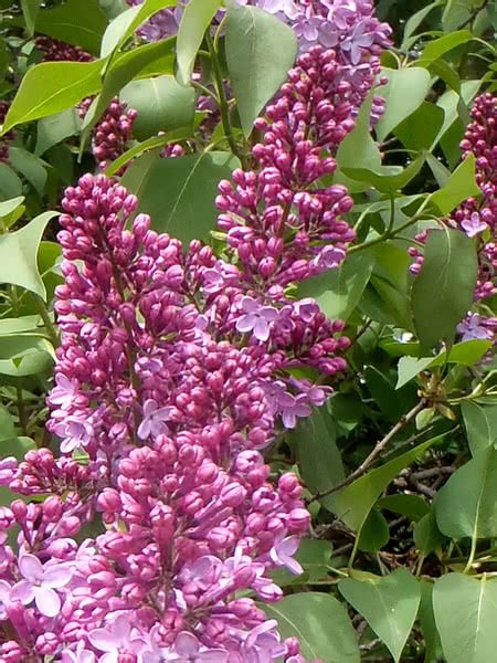 Common Purple Lilac For Sale Treetimeca