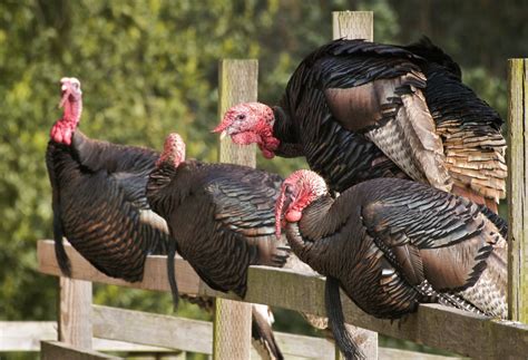 Celebrate Thanksgiving Year Round With Turkeys On The Farm Beginning
