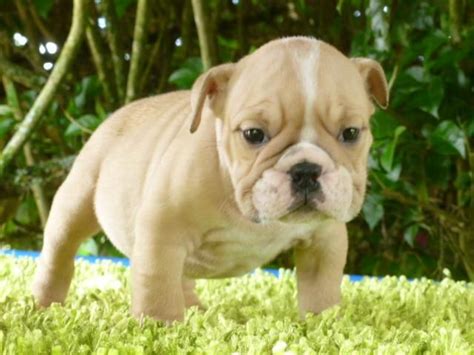 Puppyfinder.com is your source for finding an ideal miniature bulldog puppy for sale in usa. Miniature English Bulldog Puppies For Sale | Minneapolis ...