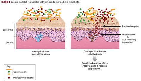 The Role Of Cutaneous Microbiota Harmony In Maintaining A Functional