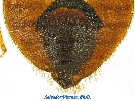 Hemiptera Heteroptera Cimicidae Cimex Lectularius Common Bed Bug J