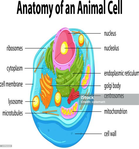 Diagram Showing Anatomy Of Animal Cell Stok Vektör Sanatı And Bilgisayar
