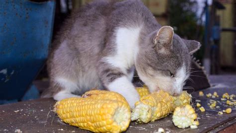 Then, find out how his digestive system can. Can Cats Eat Corn? Is Corn Safe For Cats | Cats, Cat facts ...