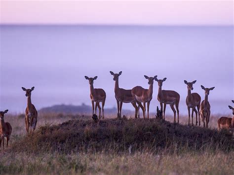 Gregarious Deer 2015 Bing Theme Wallpaper Preview