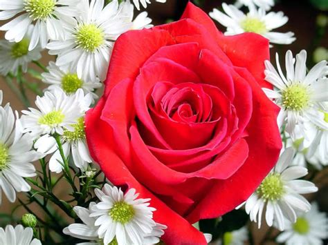 Romantic Flowers Rose Flower