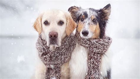 Winter Pet Safety Insight Association Management
