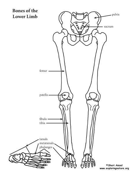 Image result for teacher handouts skeleton diagram without labels. Leg - Lower Limb