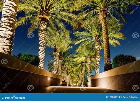A Long Passage Decorated With Many Tropical Palm Trees Illuminated At